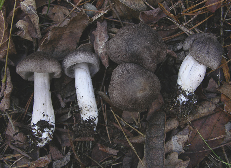 Facili,meno facili...per allenamento...